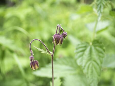Purple flowers of water avens (Geum rivale) blooming on the moist field, close upの写真素材