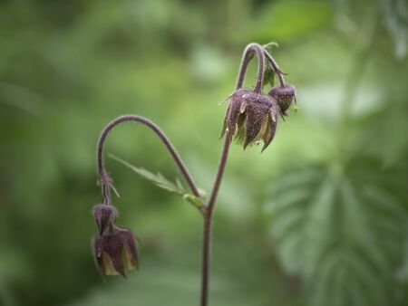 Purple flowers of water avens (Geum rivale) blooming on the moist field, close upの写真素材