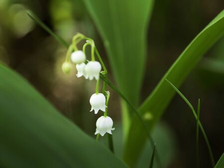White bell flowers of lily of the valley (Convallaria majalis) close up, blooming in a shady forest in springの写真素材