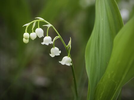White bell flowers of lily of the valley (Convallaria majalis) close up, blooming in a shady forest in springの写真素材
