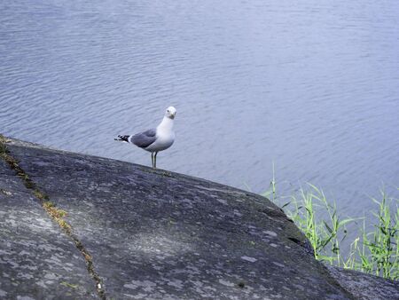 Common gull (Larus canus) standing at a glacially abradett rock ground by the ace age, blue sea on a backgroundの写真素材