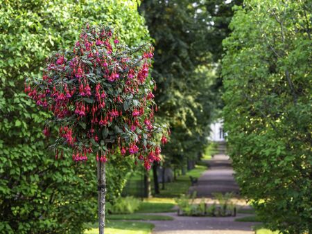Big red fuchsia growing and blooming in the Herttoniemi park in Helsinki in the summer with big green lilac shrubs on a backgroundの写真素材