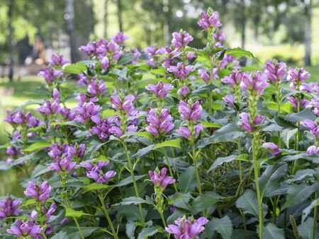 Red turtlehead (Chelone obliqua) blooming in a garden, close up with selective focusの写真素材