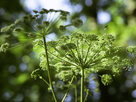 Big white and pink flowers of angelica (Angelica sylvestris) blooming in a summer forest, closeup with selective focusの写真素材