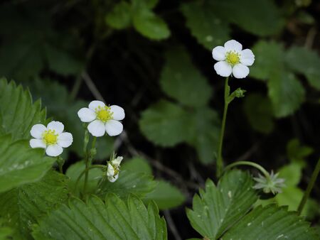 White flowers of wild woodland strawberry, Fragaria vesca, blooming on a woodland, close up with selective focの写真素材
