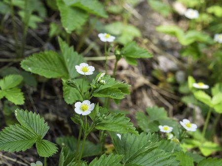 White flowers of wild woodland strawberry, Fragaria vesca, blooming on a woodland, close up with selective focの写真素材