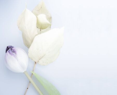 White tulip with purple spot and eucalyptus leaves on a light blue background, dreamy top view, slightly blurred card concept with copy spaceの写真素材