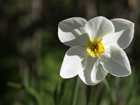 Bunch-flowered daffodil, Narcissus tazetta, a scented daffodil blooming in a spring garden, closeup with selective focusの写真素材