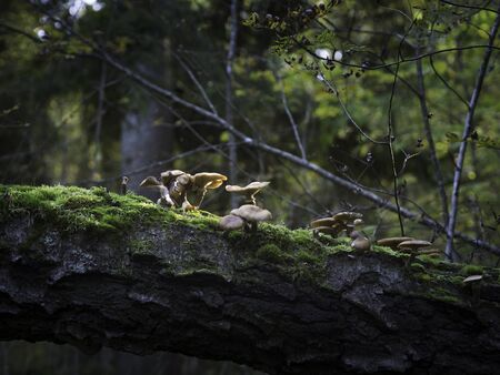 Armillaria borealis, saprotroph mushroom growing on a tree trunk