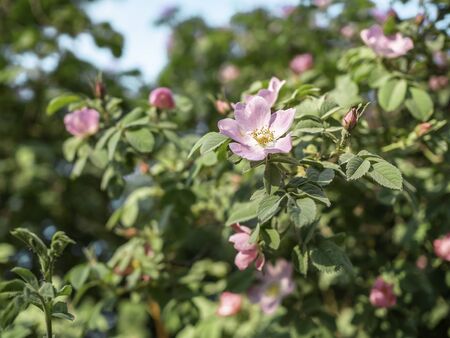 Dog rose, Rosa canina, climbing wild rose blooming in a park, close up with selective focusの写真素材