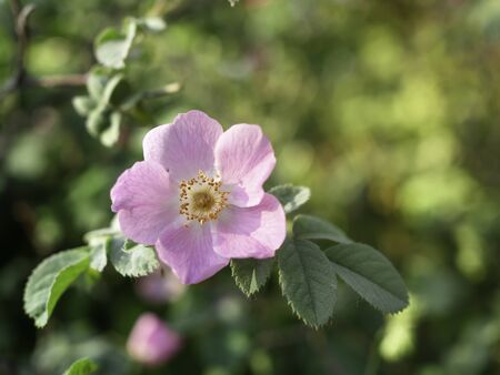 Dog rose, Rosa canina, climbing wild rose blooming in a park, close up with selective focusの写真素材