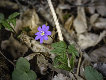 Hepatica, liverleaf, liverwort (Hepatica nobilis), beautiful blue spring flower growing and blooming on a woodland in early springの写真素材