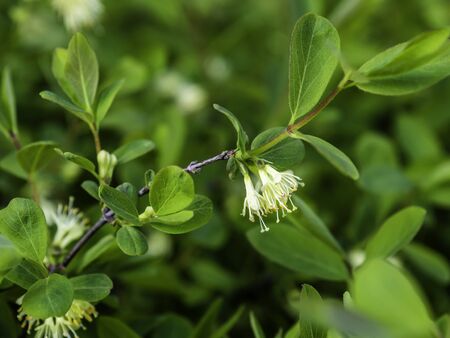 Blooming honeyberry (Lonicera caerulea) bush in May, closeup with selective focus and copy spaceの写真素材