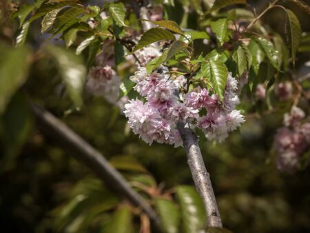 Pink cherry flowers, Prunus serrulata P. âkanzanâ blooming at Roihuvuori Cherry tree park in Helsinki, close up with selective focusの写真素材