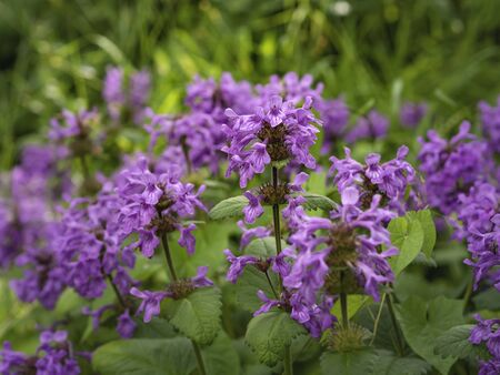Blooming mint in a summer garden