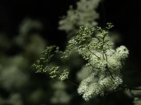 Blooming Meadowsweet (Filipendula ulmari) in the shady forest, closeup with selective focusの写真素材