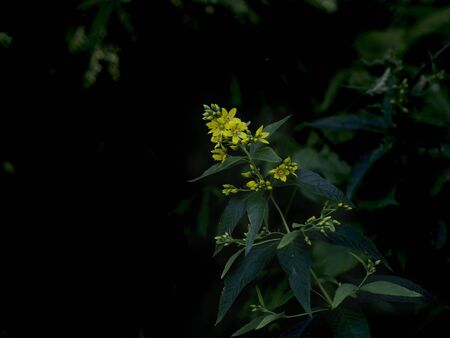 Yellow loosestrife, Lysimachia punctata, in a shady forest, moody nature background with copy spaceの写真素材