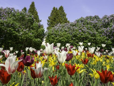 Colorful lily flowering tulips blooming in a park in the springの写真素材