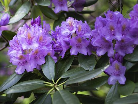 Violet flowers of rhododendron bloom in the springの写真素材