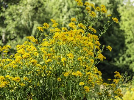 A large group of bright yellow coneflovers, Rudbeckia laciniata Goldball, bloom in a traditional garden in the autumnの写真素材