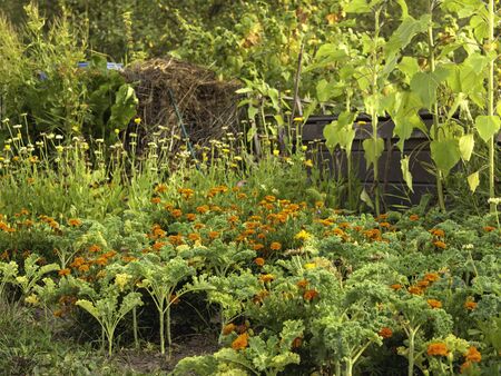 Orange marigolds or tagetes and kales growing together in a garden, an organic pesticide against...