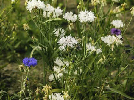 White cornflowers or bachelor's buttons (Centaurea cyanus) grow in a garden, clseup with selective focusの写真素材