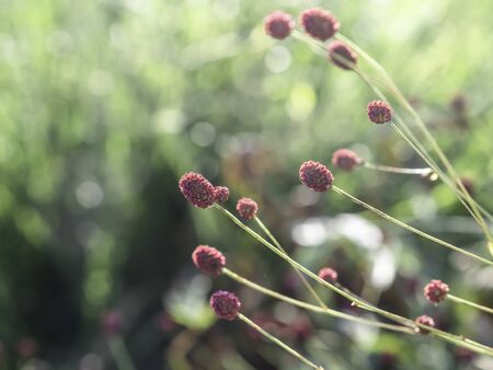 Red flowers of Great burnet, Sanguisorba officinalis, blooming in a garden, closeup with selective focus and copy spaceの写真素材