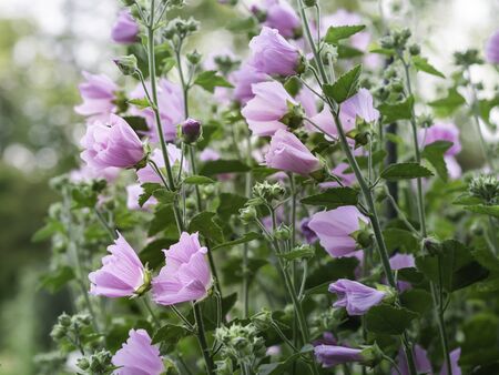 A group of Musk mallow flower, Malva moschata, edible ornamental garden plant, blooming in a summer gardenの写真素材