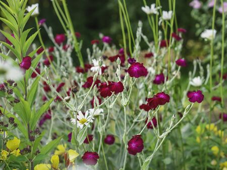 Deep pink Rose campion, Lychnis coronaria,  colorful garden plant with gray stem blooming in the summer with other plants, closeup with selective focusの写真素材