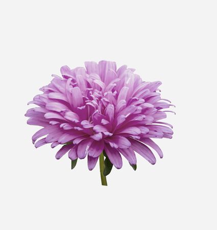 pink chrysanthemum flower isolated on a white backgroundの写真素材