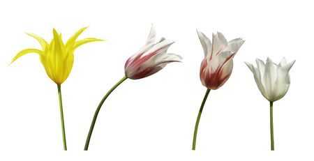 Colorful lily flowering tulips isolated on a white backgroundの写真素材