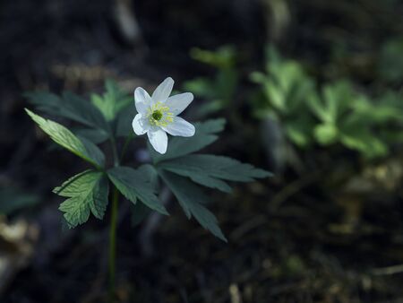 Forest anemone, Anemone nemorosa, growing in the moody forest in the spring, closeup with selective focusの写真素材