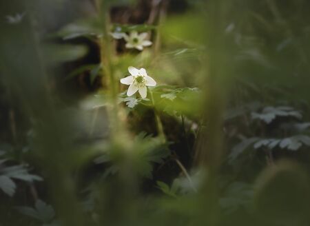 Forest anemone, Anemone nemorosa, growing in the moody forest in the spring, closeup with selective focusの写真素材