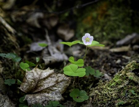 Beautiful tiny blossom of Wood sorrel, Oxalis acetosella, growing on a woodland in the spring, closeup with copy spaceの写真素材