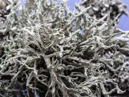 Oak moss (Evernia prunastri), close up with selective focus