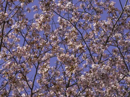 Flowering branches of cherry tree against clear blue sky, closeup with selective focus, colorful spring backgroundの写真素材