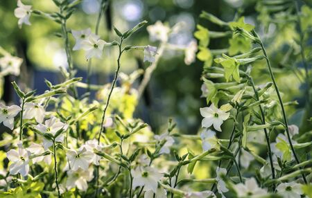 Yellow and white flowering tobacco, nicotiana, blooming in a garden with big trees on a background, closeup with selective focusの写真素材