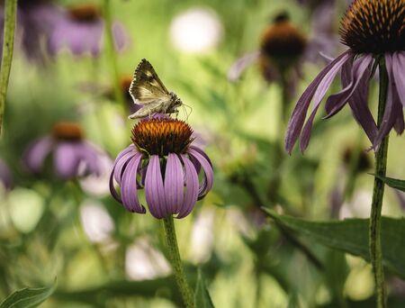 Silver Y owlet moth, Autographa gamma, on profile position, drinking nectar from a pink coneflower in the autumn garden, closeup with selective focusの写真素材