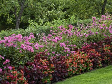 Red and pink garden flowers, garden phlox, painted nettle and begonia hybrida 'Dragon wing' growing and blooming in a park in autumnの写真素材