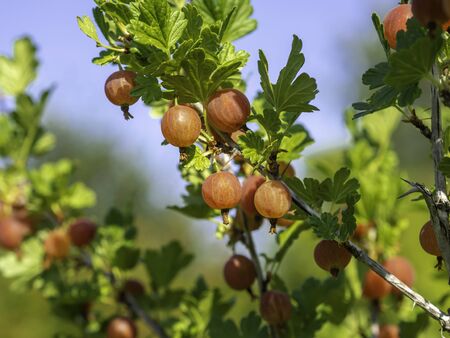 Branch of Gooseberry (Ribes uva-crispa) shrub with red berries, this is a delicious, tasty Finnish cultivar Lepaa's Red (Lepaan punainen),の写真素材