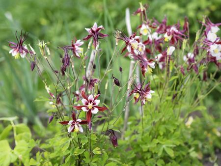 Red-white Granny's bonnet or Columbine, Aquilegia, flowers bloom in a garden, closeup with selective focusの写真素材