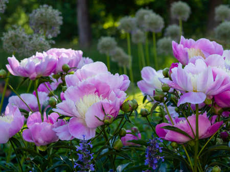 A group of pink peony flowers blooming in a garden, closeup with selective focus and moody garden backgroundの写真素材