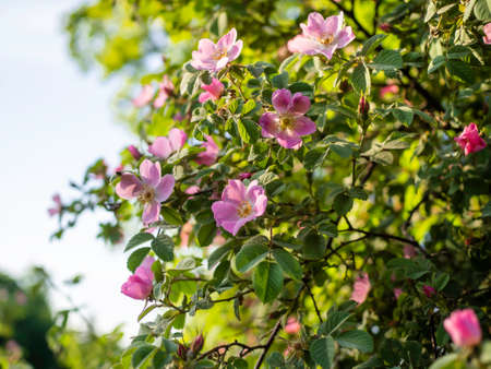 Dog rose, Rosa canina, climbing wild rose blooming in a park with pink flowers, close up with selective focusの写真素材