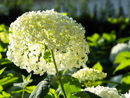 Beautiful white hydrangea inflorescence lit by the sun, closeup with selective focus