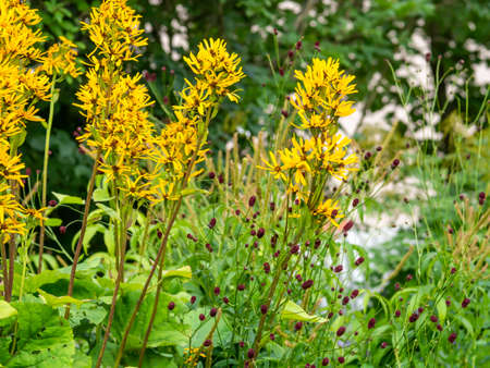 Summer ragwort, Liguleria dentata, and great burnet, Sanguisorba officinalis, growing and blooming in autumnの写真素材