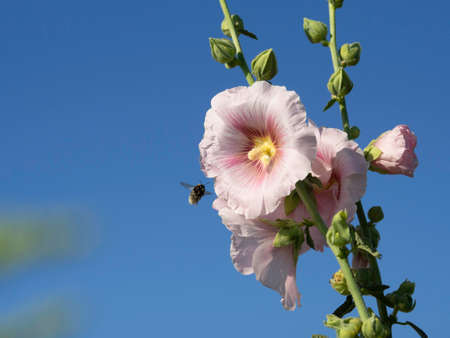Pale red flower of hollyhock (Alcea rosea) blooming against a clear blue sky on a sunny day, close up with selective focus and copy spaceの写真素材