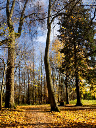 Sunny autumn day in Herttoniemi manor park in Helsinki, Finland , big trees almost naked, colorful leaves on a ground and blue sky with white cloudsの写真素材