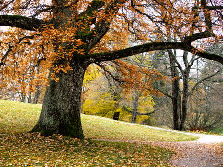 Old oak tree with orange foliage reaching its branches over foot path in an autumn park, closeup with selective focus, Tullisaaari public park in Helsinki, Finlandの写真素材