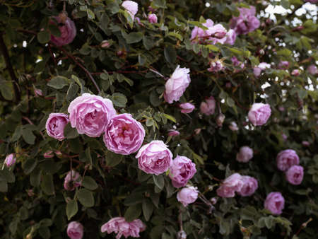 Scotch rose, Rosa "Poppius", old cultivar, beautiful sweet scented shrub rose blooming in a park in Helsinki, Finlandの写真素材