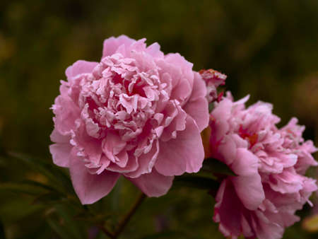 Pink peony blooming on a dark background, closeup with selective focus and copy spaceの写真素材